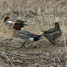 Canard siffleur