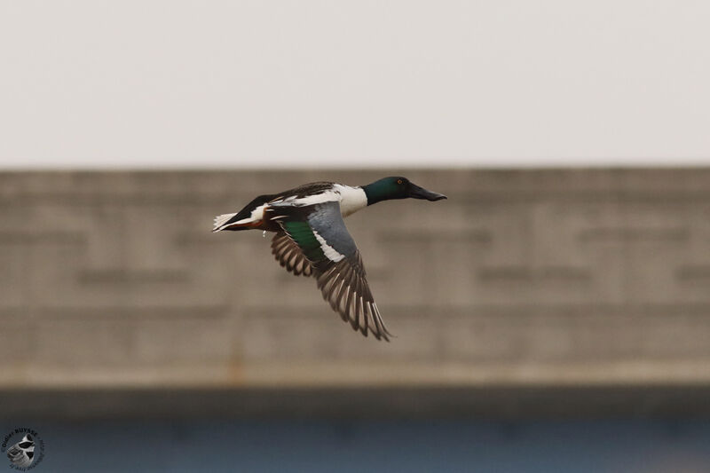 Canard souchet mâle adulte, identification