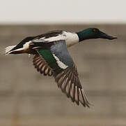 Northern Shoveler