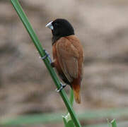 Chestnut Munia