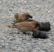 Scaly-breasted Munia