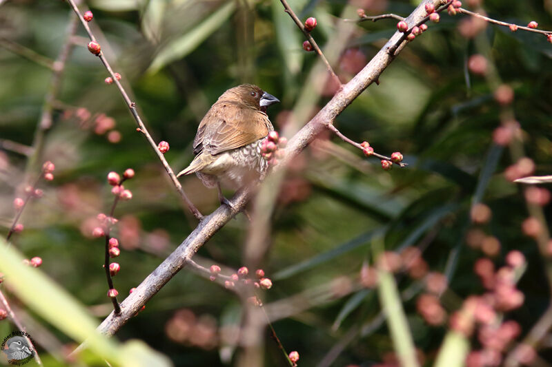 Scaly-breasted Munia, identification