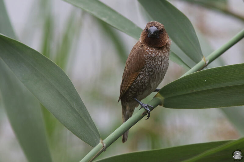 Scaly-breasted Muniaadult, identification