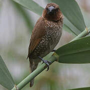 Scaly-breasted Munia