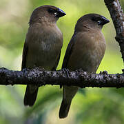 Scaly-breasted Munia