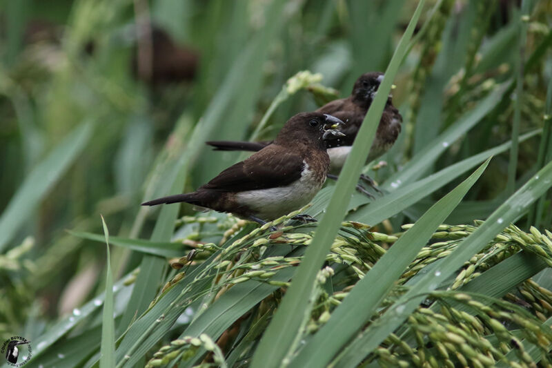 White-rumped Muniaadult, identification, feeding habits, eats