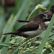 White-rumped Munia