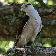 Yellow-headed Caracara