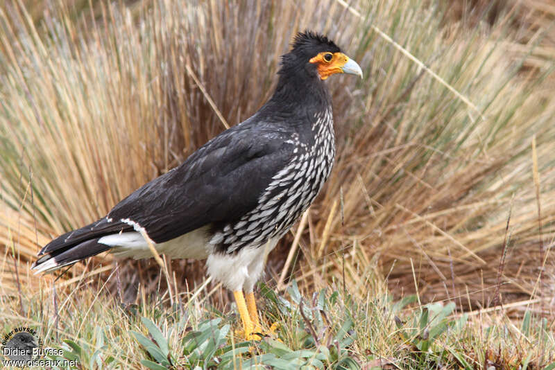 Caracara caronculéadulte, identification