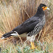 Caracara caronculé