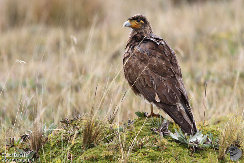 Caracara caronculéimmature, identification