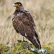 Caracara caronculé