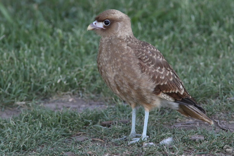 Chimango Caracarajuvenile, identification