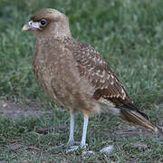 Chimango Caracara