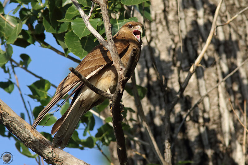 Caracara chimangoimmature, identification