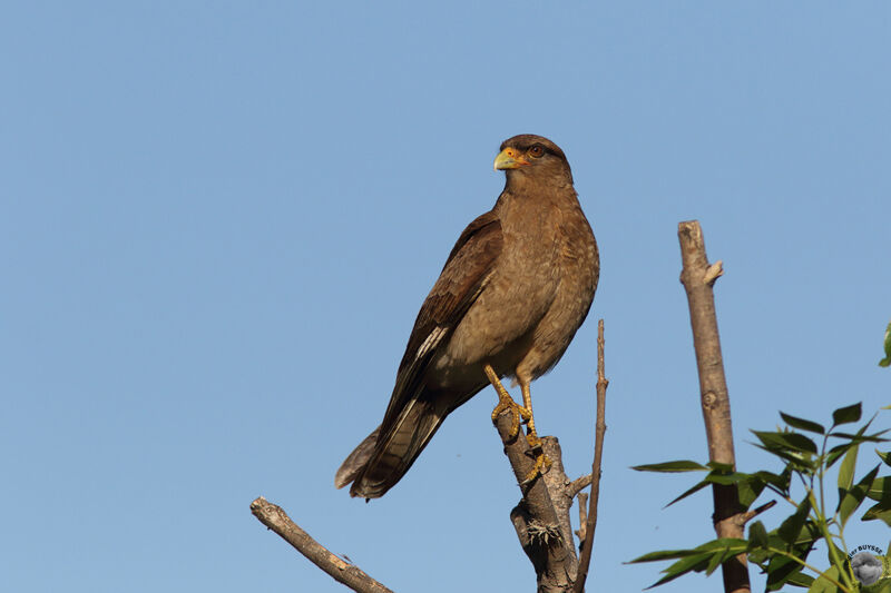 Chimango Caracaraadult, identification