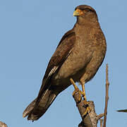 Chimango Caracara