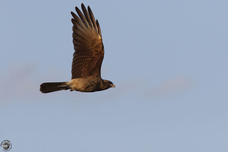 Chimango Caracaraimmature, Flight