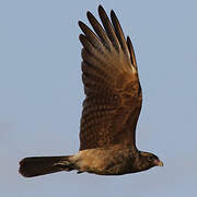 Chimango Caracara