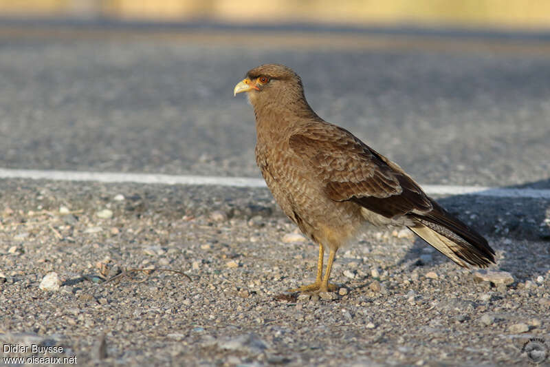 Chimango Caracaraadult, identification