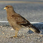 Caracara chimango