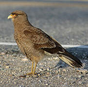 Chimango Caracara