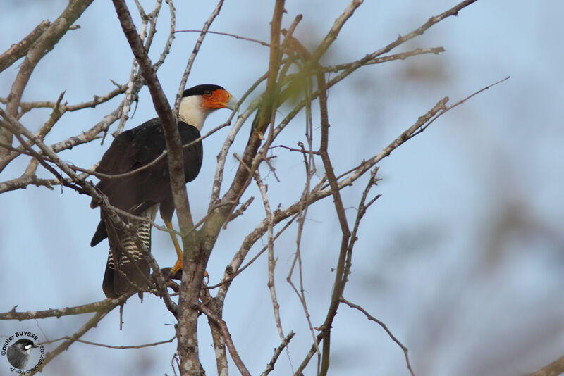 Crested Caracara (cheriway)adult, identification