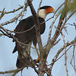 Caracara du Nord