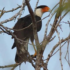 Caracara du Nord