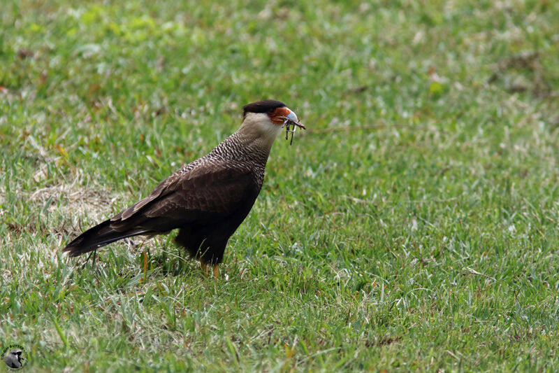 Caracara huppéadulte, identification, marche, mange