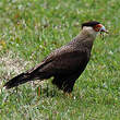 Caracara huppé