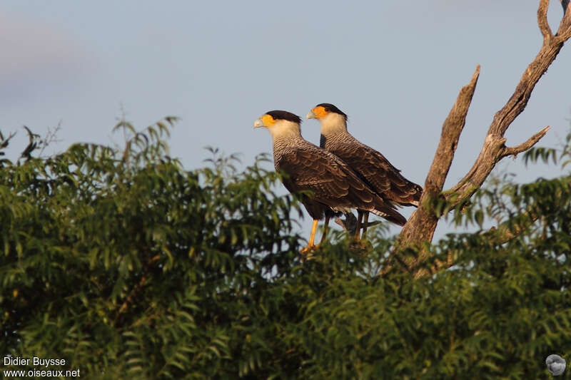 Southern Crested Caracaraadult, Behaviour