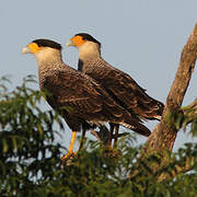 Caracara huppé