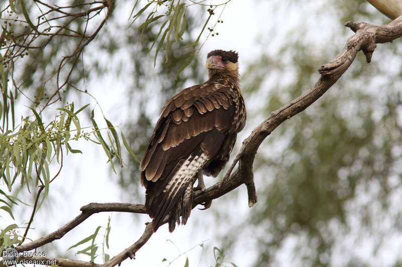 Southern Crested CaracaraFirst year, identification