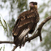 Caracara huppé