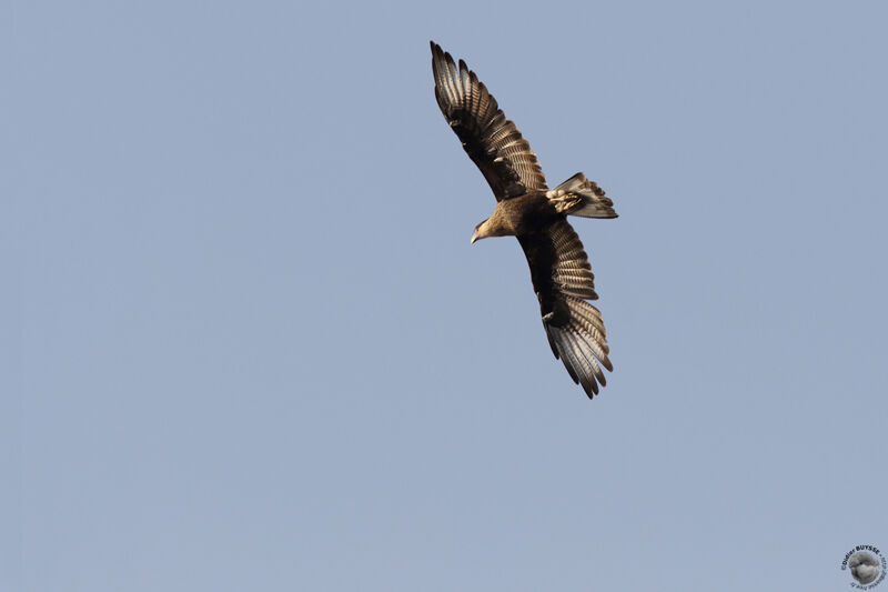 Southern Crested CaracaraFirst year, Flight