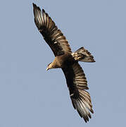 Crested Caracara