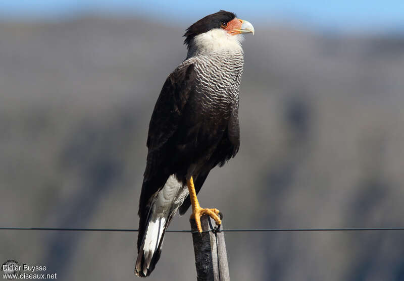 Southern Crested Caracaraadult, identification