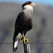 Caracara huppé