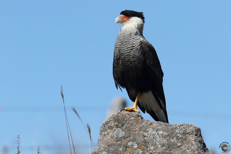 Southern Crested Caracaraadult, identification