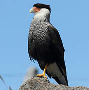 Caracara huppé