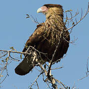 Caracara huppé