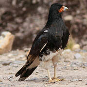 Mountain Caracara