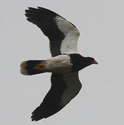 Mountain Caracara