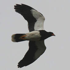 Caracara montagnard