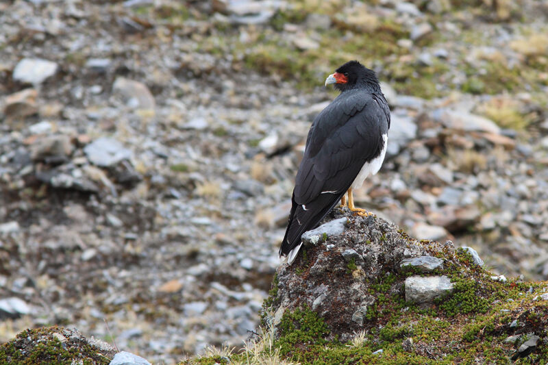 Mountain Caracaraadult, identification