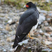 Mountain Caracara