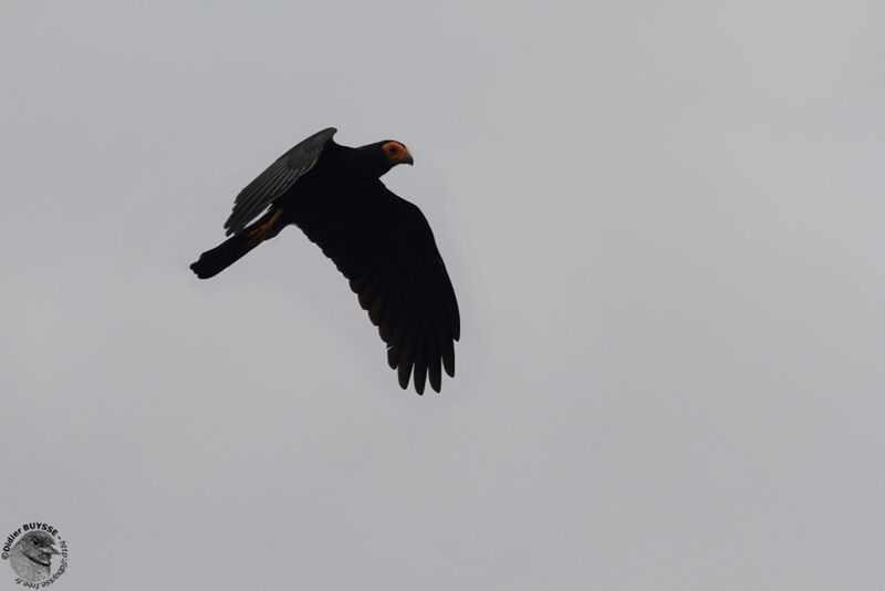 Black Caracaraadult, Flight