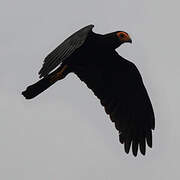 Black Caracara