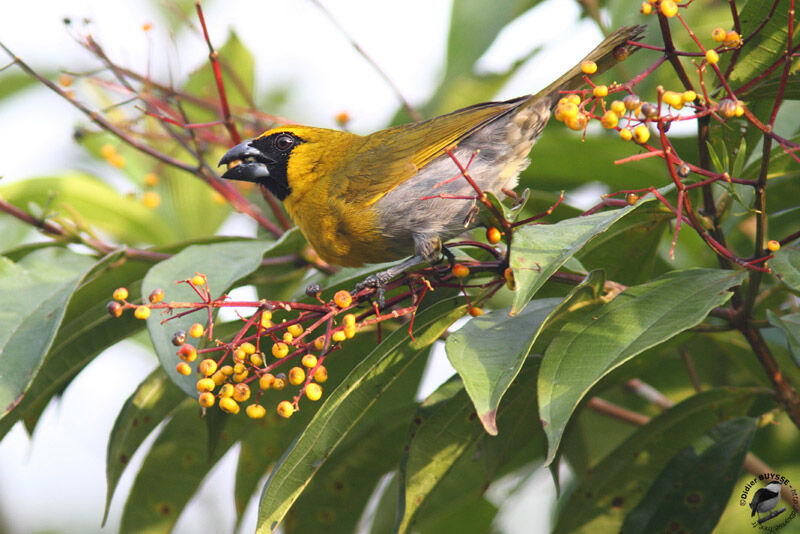 Black-faced Grosbeakadult, identification, feeding habits